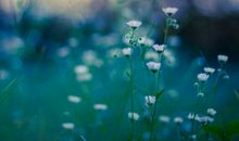 三十岁后特别容易发大财的三大生肖