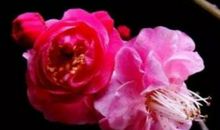 熬到下周好运到来，一路横财运旺，以后不富也贵的生肖