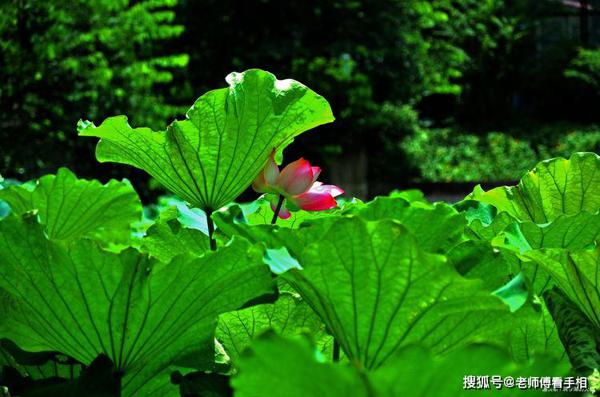 11月将会有喜从天降，财运来袭，好运挡不住的3大生肖 2