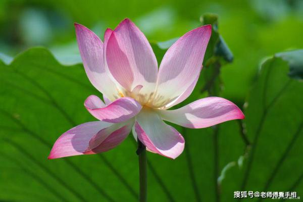 11月将会有喜从天降，财运来袭，好运挡不住的3大生肖