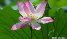 11月将会有喜从天降，财运来袭，好运挡不住的3大生肖