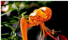 恭喜3生肖，10月财神临门，财运全面爆发，财富大发千万