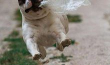 在交际圈中很缄默的生肖女