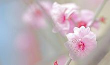 10月下旬起，日子越过越红火，人生开挂的四大生肖