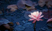 鸿运缠身的三属相，10月过完，飞来一笔横财，钱财来势汹汹