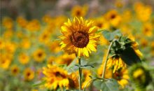 1958年的生肖何时好运(图文)