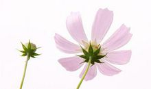 一辈子好命，总被好运眷顾的生肖女，受尽丈夫疼爱，注定享福命