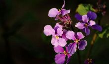 11月初桃花运爆棚，真爱不断靠近，脱单指日可待的三大生肖