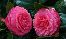 11月中旬事业爱情兼得意，日进斗金不是梦的生肖，有望一夜暴富