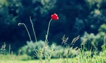 12生肖中，最难追到手的3大生肖女，有你吗？