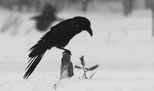 一个比风水厉害百倍的心理学法则，改写你的命运