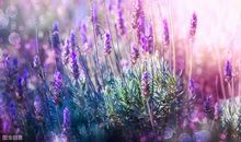 12生肖中，容易喜新厌旧的4大生肖，有了新欢就遗忘旧爱