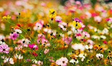 越活越年轻，年纪越大越迷人的生肖女，人生多财又富贵，自在逍遥