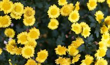 视金钱如命的4生肖男，舍得给老婆花钱，越有钱越疼老婆