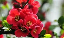 最显年轻的三生肖女，天生乐观不易变老，年过半百依旧风韵犹存