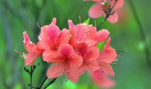 十二生肖中，越胖越有福，吃胖了财运好有福气的生肖女