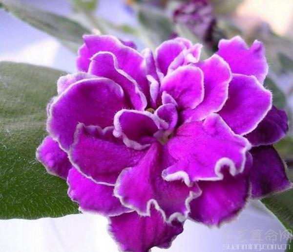 天蝎座的生日花 天蝎座的生日花是冬紫罗兰 3