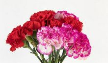 10月，运势上上签，3生肖步入巅峰，财运入命，一夜暴富