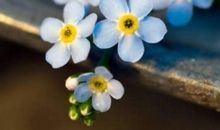 10月下旬命中有富贵降临的生肖，天天有大财进账，添喜又添财