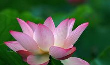 11月开始，鸿运当头，事业蒸蒸日上，赚得盆满钵满的3大生肖！