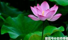 10月下旬喜鹊上门，发财富中大奖，好运自来的三大生肖！