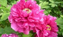 11月鸿运当头，喜鹊喳喳叫，财运水涨船高，事业一帆风顺的生肖