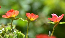 未来5年赚钱聚财一流，一顺百顺，机会不断，财运连连的四属相