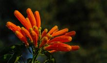 11月好运到来逢凶化吉，财运上佳，收入翻几倍，存款暴涨的四属相