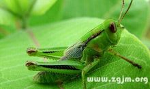 梦见蚂蚱是什么意思