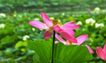 会照顾人，个性温柔，跟谁都能相处得很好的属相女