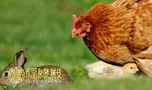 属兔和属鸡的相配吗