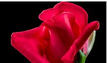 未来30天桃花满天飞，3生肖偶遇佳人结良缘，好姻缘不怕晚