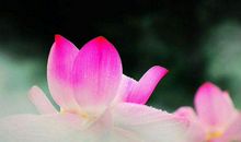 10月下旬贵人主动找上门，干啥啥赚钱的生肖，钱多福旺，喜发财