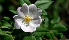 原创 有着超高的情商和智商的属相女，还有着令人着迷的独特魅力