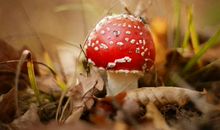 测测看哪种方式能让你告白成功？