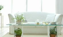 玄清风水命理：客厅风水之客厅盆栽的风水讲究