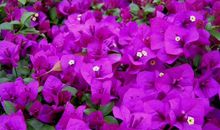 未来3个月，4属相喜从天降，钞票赚不停，富贵不请自来，富甲一方