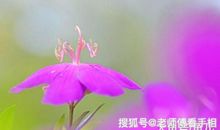 未来三个月好运连连，事业蒸蒸日上，名利双收，富贵无忧的3生肖