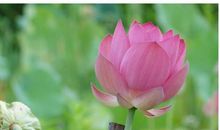 10月末尾，桃花接踵而至，真爱不断靠近，恭喜脱单的3大生肖