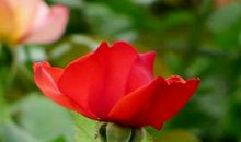 11月份运势上上签，金银赚满仓，越努力越幸运的3生肖