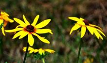 未来半年霉去富贵来，运势腾飞的生肖，大赚钞票，进账连连不断