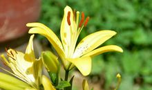 未来十天会有发财大机遇，未来的日子钱财大赚，不差钱的四属相