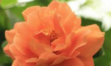 未来6天喜迎财神和贵人，正财偏财都有，钞票赚得满堂红的生肖