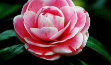 未来一年大财小财滚滚来，难逃一富的生肖，每天数钱数到天亮