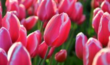 8月底财神青睐，财运良好，福禄无边，将有贵人相助的属相