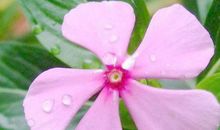 3个月内福星高照，顺风顺水的生肖，天天大鱼大肉，羡煞旁人