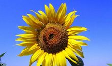 好女人旺三代，是一个家的风水