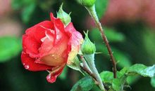 未来7天运势顺遂，财运福运旺，钱财赚不停的生肖，生活富足美满