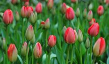 不懂女人心的3生肖男，把老婆气哭从不会哄，更不知道错在哪