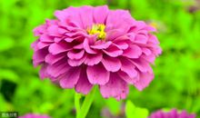 这3生肖男做错事还理直气壮，死要面子，跟他们简直没法沟通